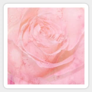 Beautiful Vintage Pink Rose Design, Floral Shabby Chic Home Decor Items, Apparel & Gifts Sticker